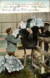 Plucking the Plumes at the Cawston Ostrich Farm Postcard