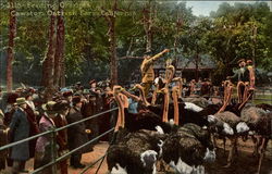 Feeding Oranges--Cawston Ostrich Farm, California Postcard