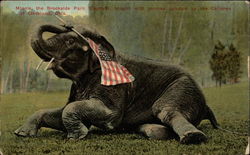 Elephant rests in field and holds a U.S. flag in her trunk Elephants Postcard Postcard