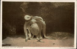 Octopus or Devil-Fish Postcard