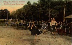 Riding the ostrich, Cawston Ostrich Farm, California Ostriches Postcard Postcard