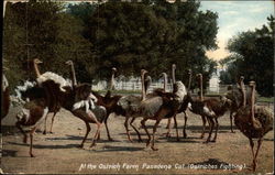 At the Ostrich Farm Pasadena Cal Postcard