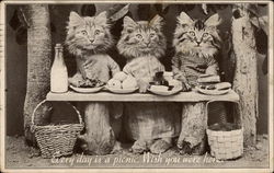 Cats having a picnic Postcard Postcard