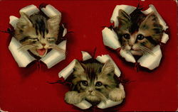 Kittens poking through paper Postcard