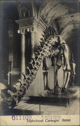 Diplodocus Carnegiei (Hatcher) Postcard Postcard