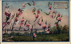 Language of Flowers. Sweet Pea: "Wish you joy." Postcard Postcard