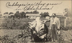 Cabbages as they grow in Oklahoma Postcard