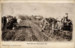 Potato Harvest, Weld County Postcard