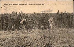 Cutting Hemp is a back breaking job Lexington, KY Postcard Postcard