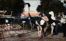 Gathering the Feathers, Cawston Ostrich Farm Postcard