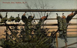 Peacocks Zoo Postcard