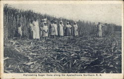 Harvesting Sugar Cane along the Apalachicola Northern R. R Postcard