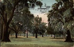 Live Oak Grove, Hilton Park Postcard