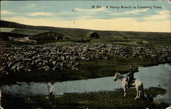 A Sheep Ranch in Lambing Time Postcard