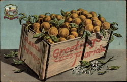 Florida Oranges Fruit Postcard Postcard