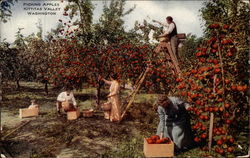 Picking Apples, Kittitas Valley Postcard