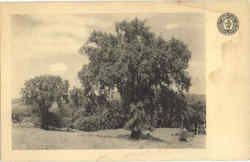 Berkshire Elms Postcard