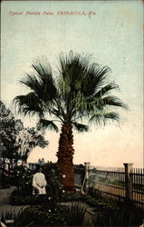 Typical Florida Palm Postcard