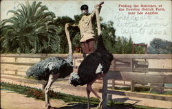 Feeding the Ostriches at the Cawston Ostrich Farm Los Angeles, CA Postcard Postcard