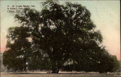 Sir Joseph Hooker Oak in Bidwell Park Chico, CA Postcard Postcard