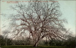 Sir James Hooker Oak Postcard