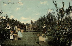 Picking Oranges in Florida Postcard