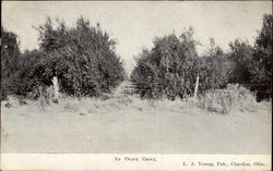 An olive grove Postcard