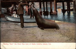 Feeding "Ben" the Giant Sea Lion Postcard