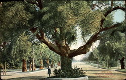 Live Oak, Orange Grove Ave Pasadena, CA Postcard Postcard