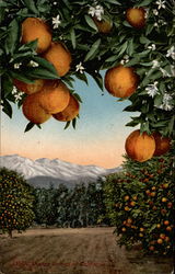 Orange trees with mountains in distance Postcard