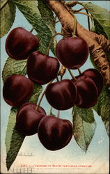 A cluster of Black Tartarian cherries Postcard