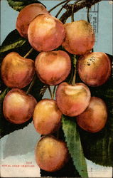 Royal Anne Cherries Postcard