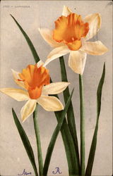 Two Daffodil Blooms Flowers Postcard Postcard