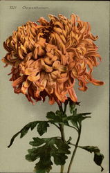 Chrysanthemum Flowers Postcard Postcard