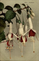 A Sprig of Fuchsias Postcard