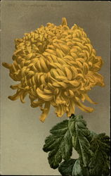 Chrysanthemum Blossom (Yellow) Postcard