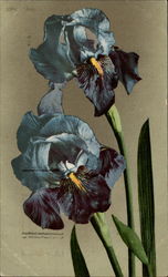 Iris Flowers Postcard Postcard