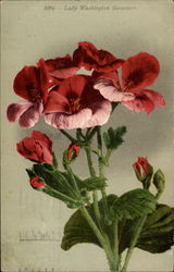 Lady Washington geranium Postcard