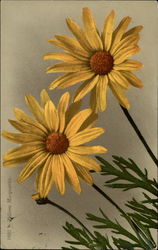 Yellow marguerite daisy Postcard