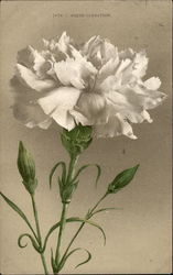 White Carnation Postcard