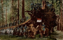 US Cavelry and fallen tree, Mariposa Big Tree Grove Postcard