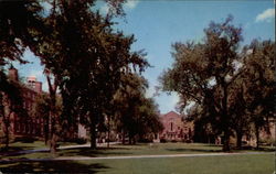 Campus, Brown University Postcard