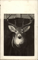 Mounted Deer Head Postcard Postcard