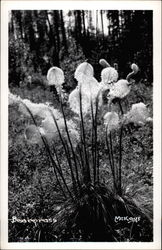 Beargrass Postcard