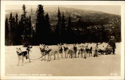 Dogsled team Postcard