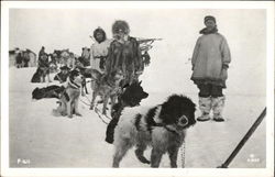 Dog sled team Postcard