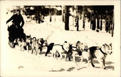 Man handling dog team Postcard