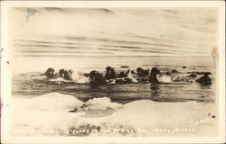 Walrus among Ice Floes in the Bering Sea Nome, AK Postcard Postcard