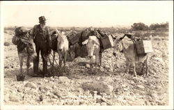 Old man leading pack mules Postcard