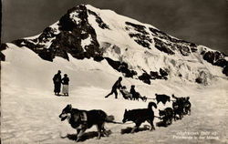 Husky dog sled team on glacier Dogs Postcard Postcard